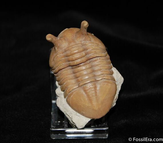 Stunning D Asaphus Intermedius Trilobite #462